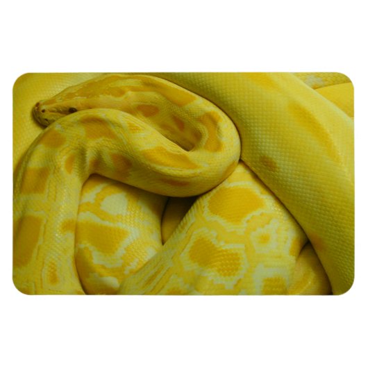 Gele Birmese Python Magneet (Horizontaal)