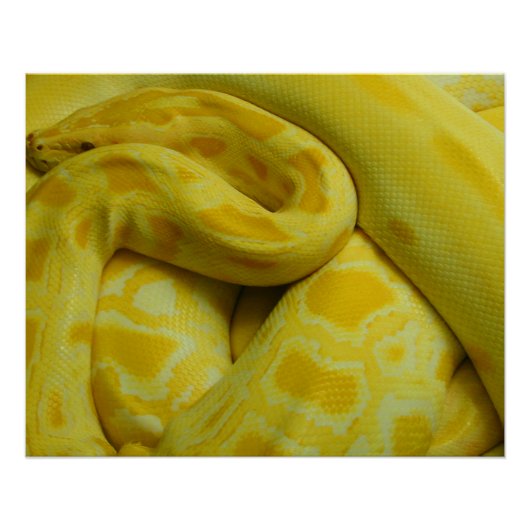 Gele Birmese Python Perfect Poster (Voorkant)