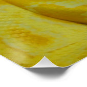 Gele Birmese Python Perfect Poster (Hoek)