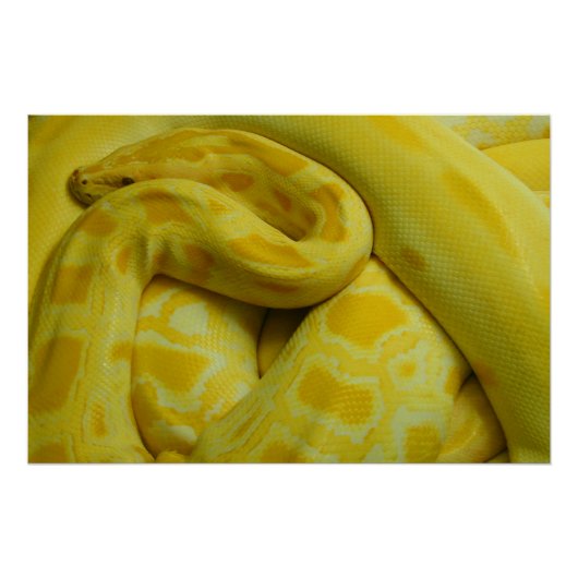 Gele Birmese Python Perfect Poster (Voorkant)