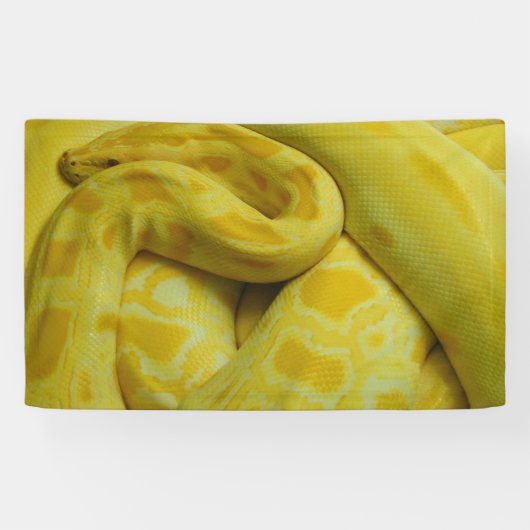 Gele Birmese Python Spandoek (Horizontaal)