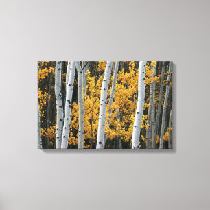 Gele bladeren en witte boomstammen canvas afdruk
