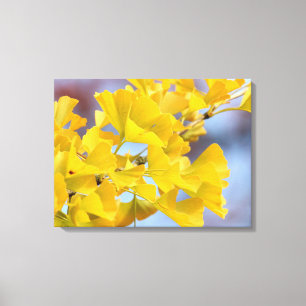 Gele bladeren Ginkgo-boom Canvas Afdruk