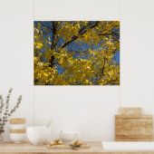 Gele bladeren op Herfst Ash Tree Fotografie Poster (Keuken)