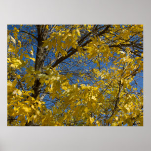 Gele bladeren op Herfst Ash Tree Fotografie Poster