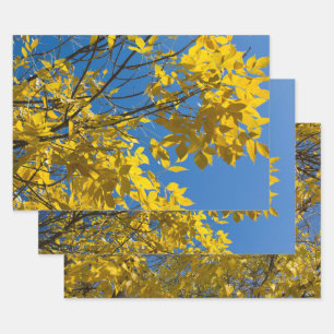 Gele bladeren op Herfst Ash Tree Natuur Inpakpapier Vel