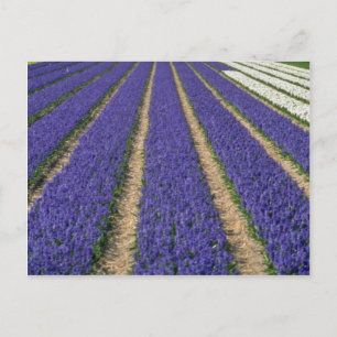 Gele blauwe hyacinten nabij Lisse, Holland bloemen Briefkaart