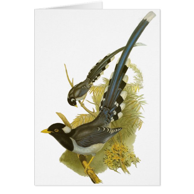 Gele blauwtaart (Voorkant)