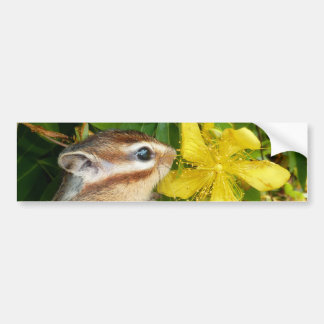 Gele bloem en Chipmunk (4) Bumpersticker
