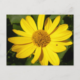 Gele bloem met groene loof briefkaart
