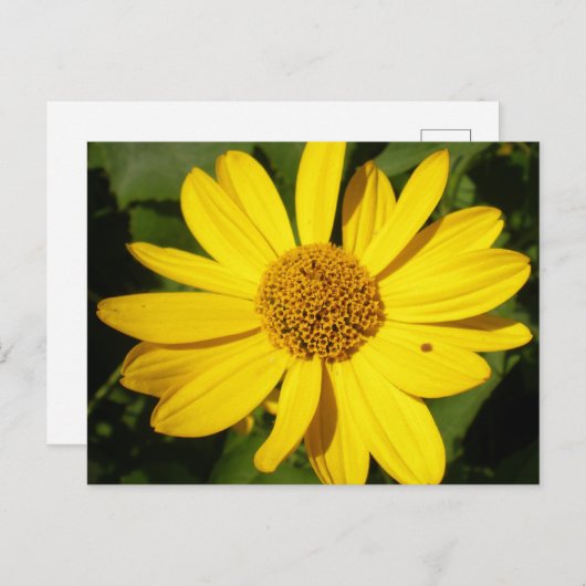 Gele bloem met groene loof briefkaart (Voorkant / Achterkant)