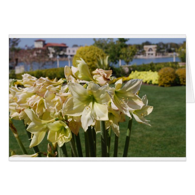 Gele bloemen (Voorkant Horizontaal)