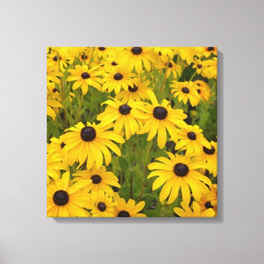 Gele Bloemen- Black Eyed Susans Canvas Print (Voorkant)