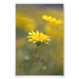 Gele bloemen foto afdruk
