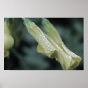 Gele Bloemen - Ochtenddauw Poster