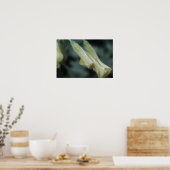 Gele Bloemen - Ochtenddauw Poster (Keuken)