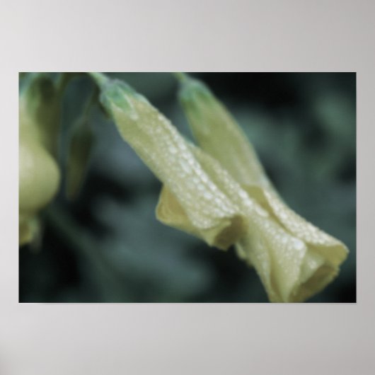 Gele Bloemen - Ochtenddauw Poster (Voorkant)