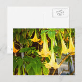 gele bloemen van de " bell " briefkaart (Voorkant / Achterkant)