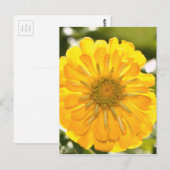 Gele bloemengele bloem gele madeliefje briefkaart (Voorkant / Achterkant)