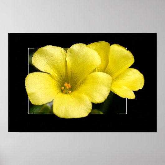 gele bloemenprint poster (Voorkant)