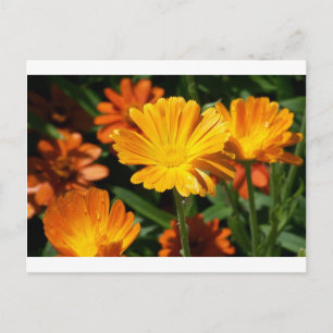 Gele bloesbloemen Kunst Vredesliefhebbers Briefkaart
