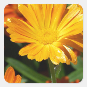 Gele bloesbloemen Kunst Vredesliefhebbers Vierkante Sticker