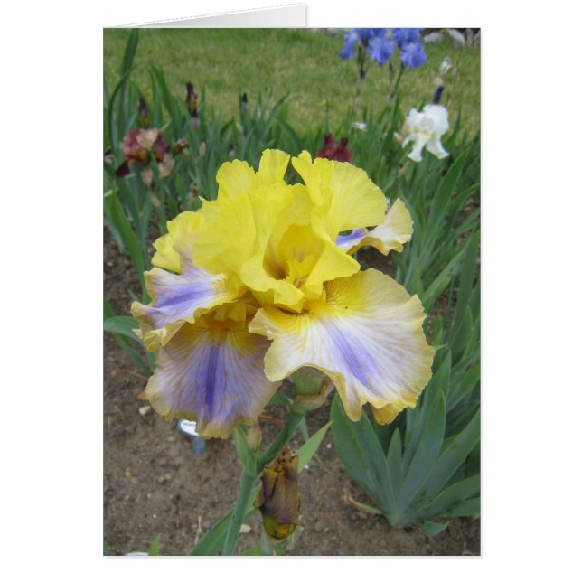 Gele Blue Iris Small Blank Card (Voorkant)