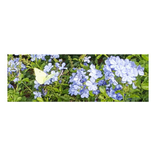 Gele Boterfly Lavender Blue Plumbago Flowers Foto Afdruk