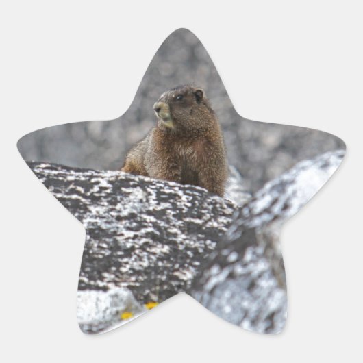 Gele buik Marmot Ster Sticker (Voorkant)