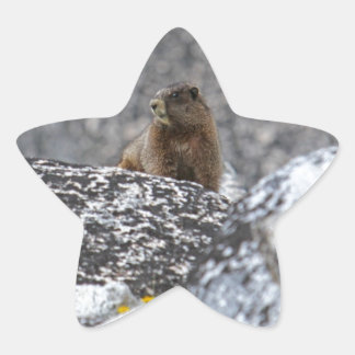 Gele buik Marmot Ster Sticker