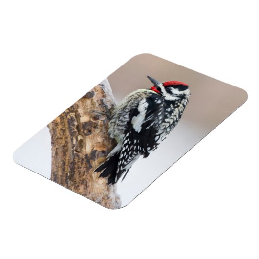 Gele-buikkramp man magneet (Linkerzijde)