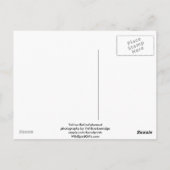 Gele buikmarmot geschenken briefkaart (Achterkant)