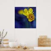 Gele Buttercups Flower Macro on Blue Bacground Poster (Keuken)