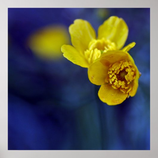 Gele Buttercups Flower Macro on Blue Bacground Poster (Voorkant)