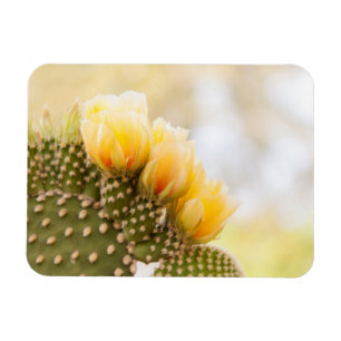 Gele cactus bloeien in Arizona Magneet