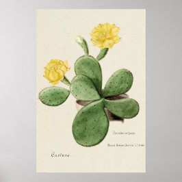 Gele Cactus Bloem Botanische Kunst Poster
