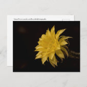 Gele cactus bloem briefkaart (Voorkant / Achterkant)