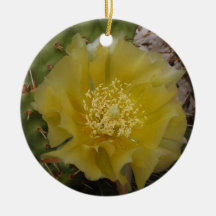 Gele Cactus In Bloei