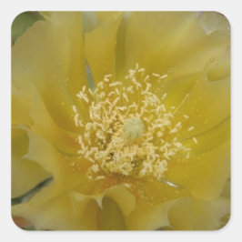 Gele Cactus In Bloei Vierkante Sticker