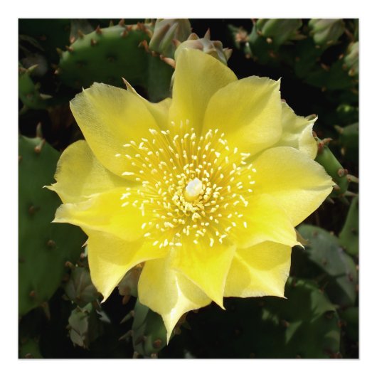 Gele cactus Prickly Pear Flower Foto Afdruk (Voorkant)