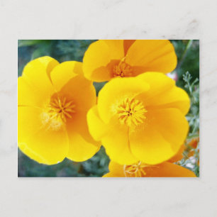 gele Californische poppies in bloemen Briefkaart