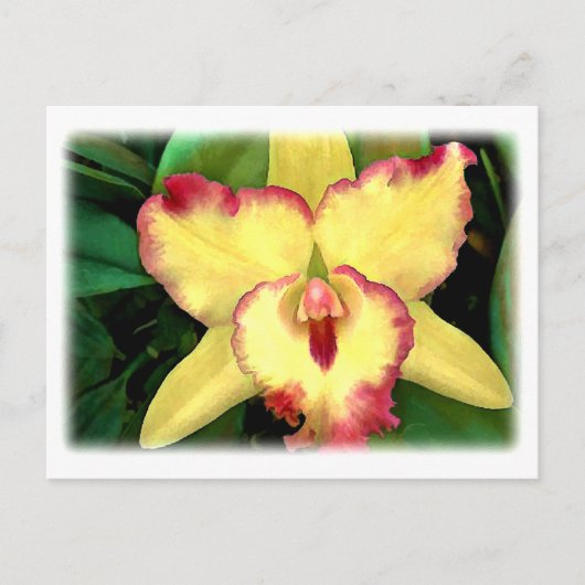 Gele Cattleya Orchid met Red Ruffle Briefkaart (Voorkant)