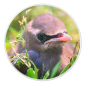 Gele cedar Waxing Fledgling Bird Keramische Knop (Voorkant)