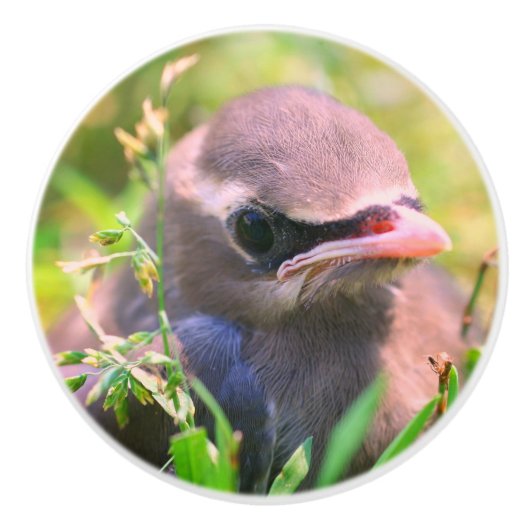 Gele cedar Waxing Fledgling Bird Keramische Knop (Voorkant)