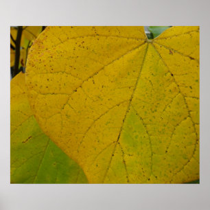 Gele Cercis Bladeren Herfst Natuurfotografie Poster