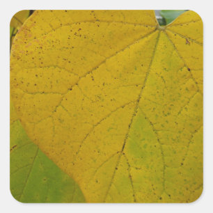 Gele Cercis Bladeren Herfst Natuurfotografie Vierkante Sticker