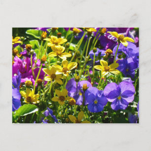 Gele Coreopsis en Paarse Violas Colorful Floral Briefkaart