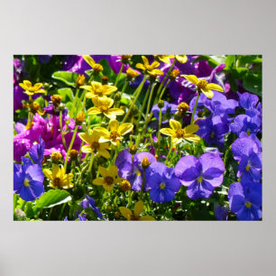 Gele Coreopsis en Paarse Violas Colorful Floral Poster