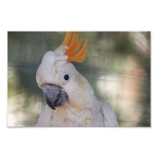 Gele Crested Cockato - Afdruk