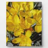 Gele Crocus Flowers Fotoplaat (Voorkant)